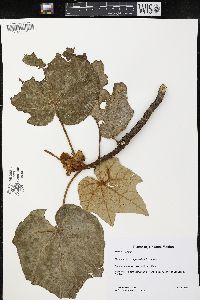 Chiranthodendron pentadactylon image
