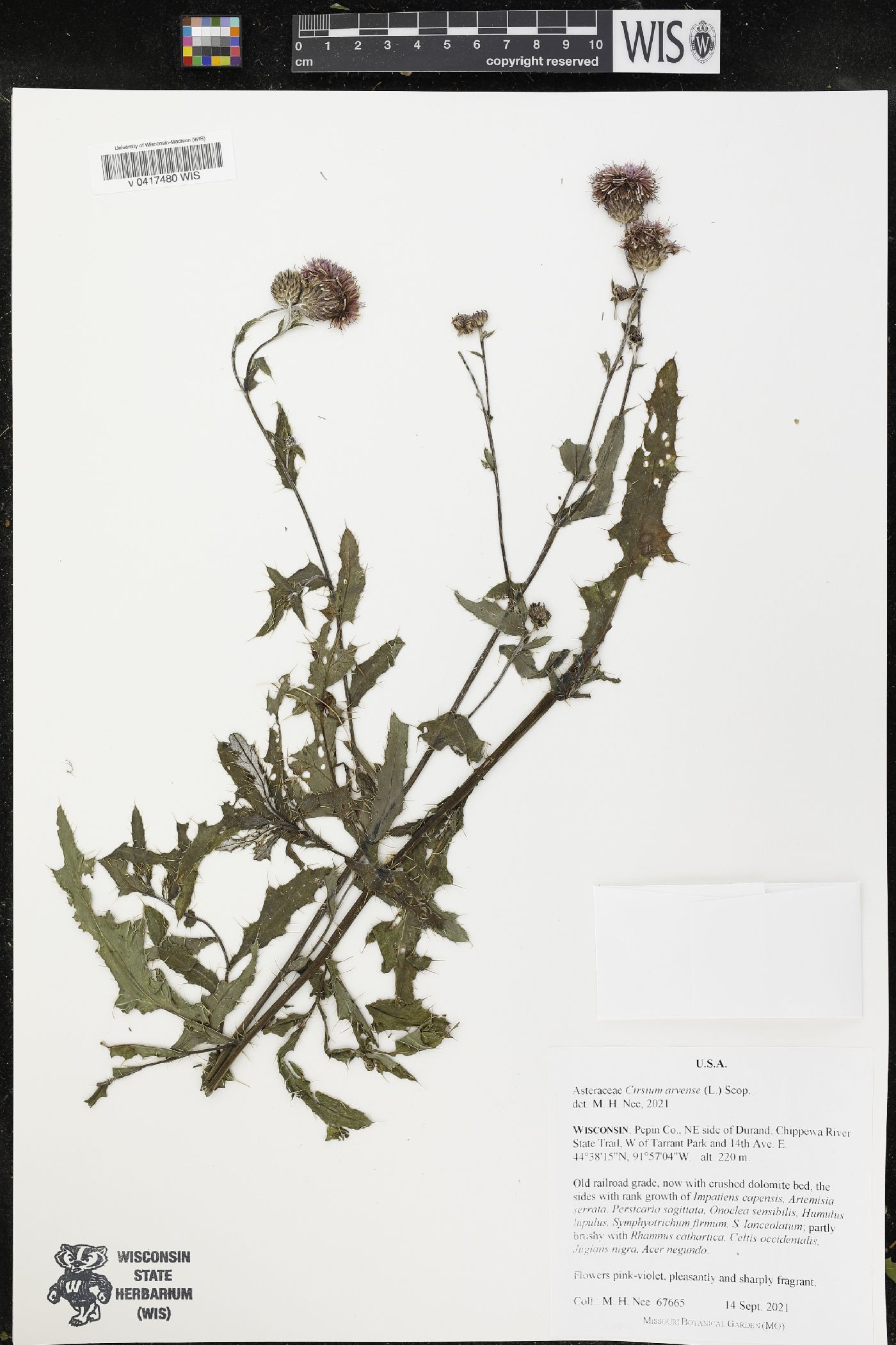Cirsium arvense image