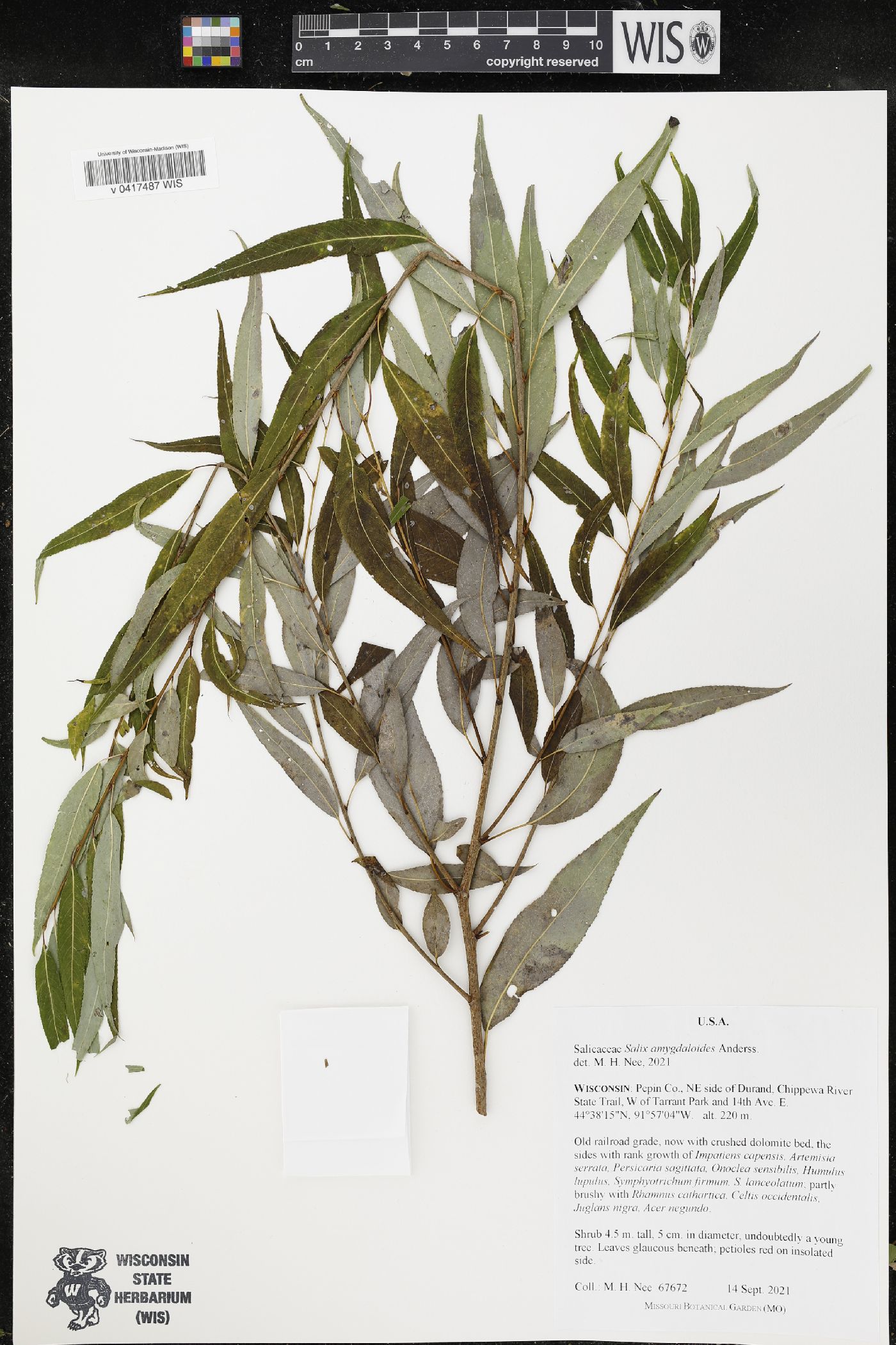 Salix amygdaloides image