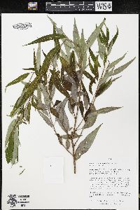 Salix amygdaloides image