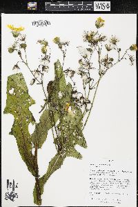 Sonchus arvensis image