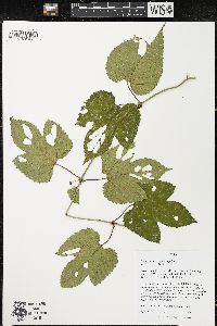 Humulus lupulus image