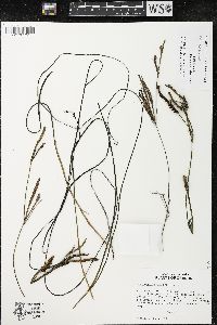 Phyllospadix torreyi image