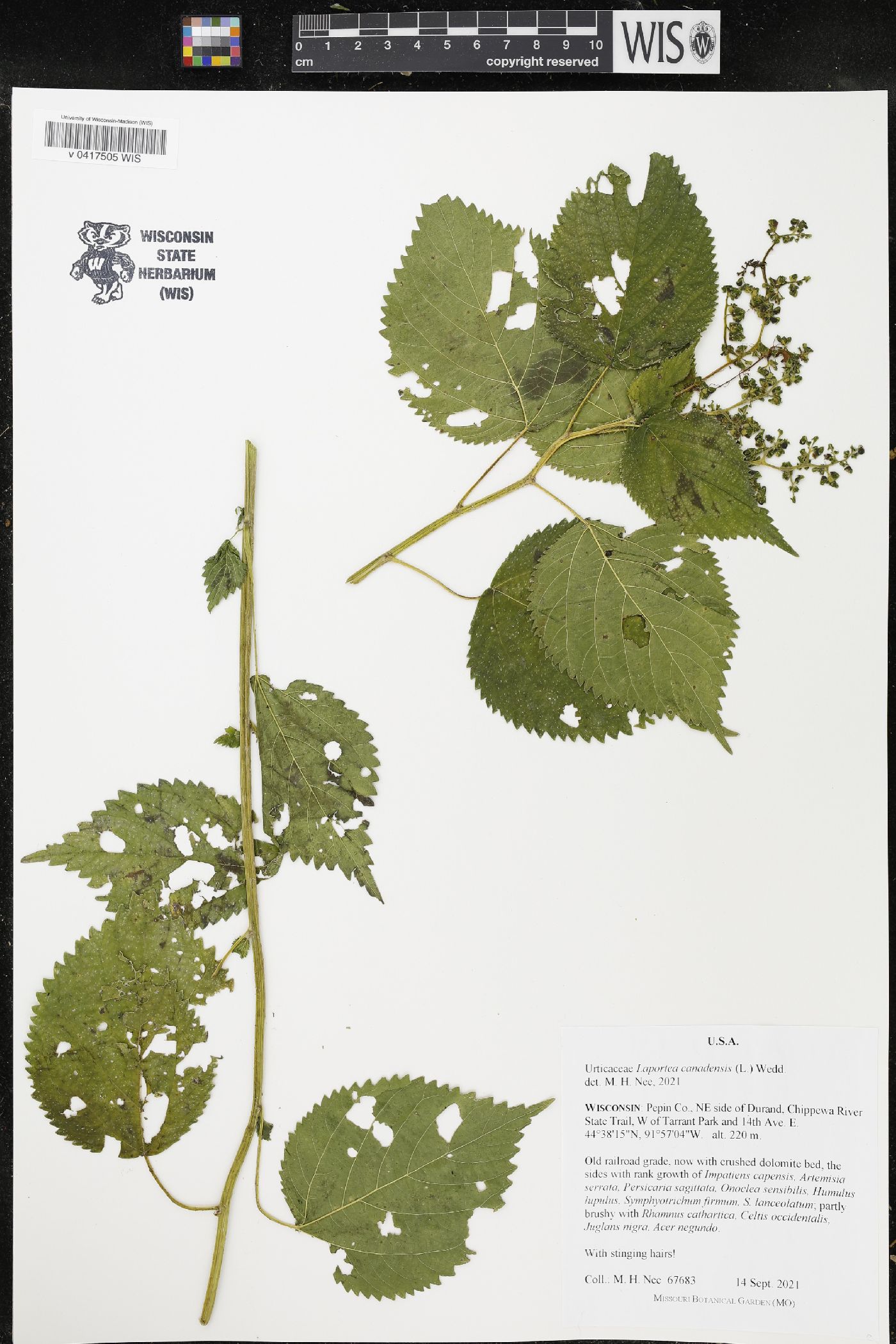 Laportea canadensis image