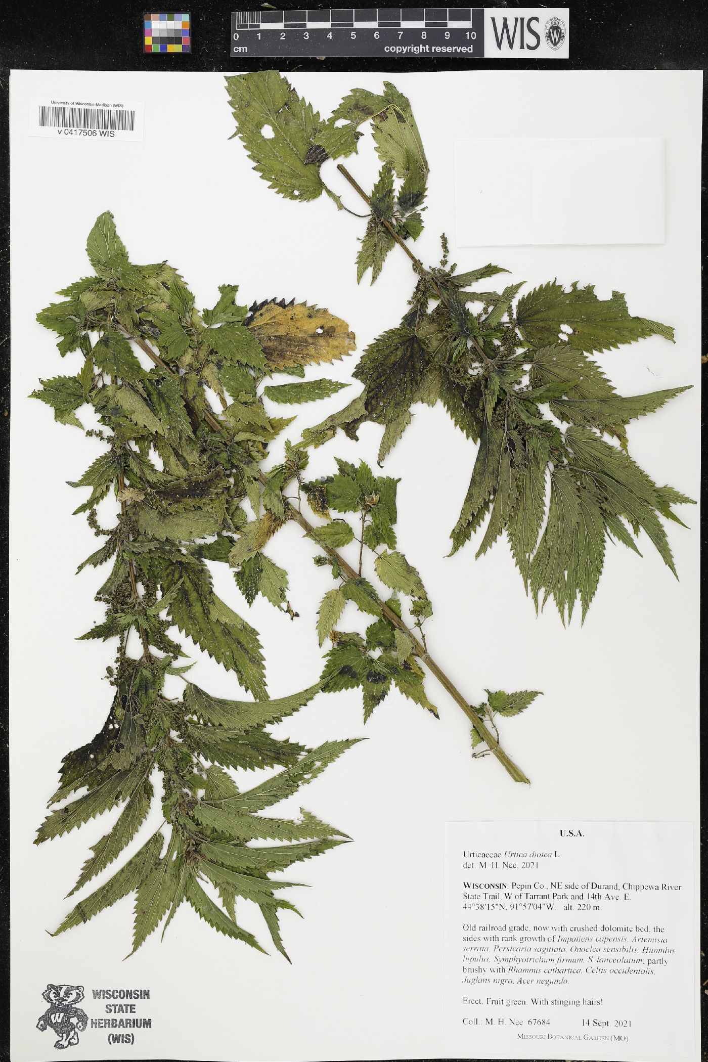 Urtica dioica image