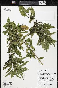 Urtica dioica image