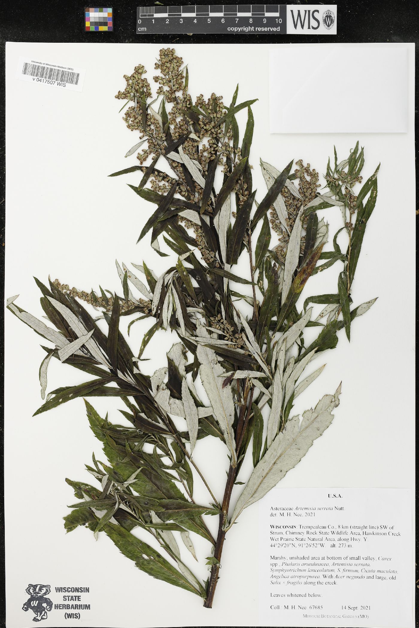 Artemisia serrata image