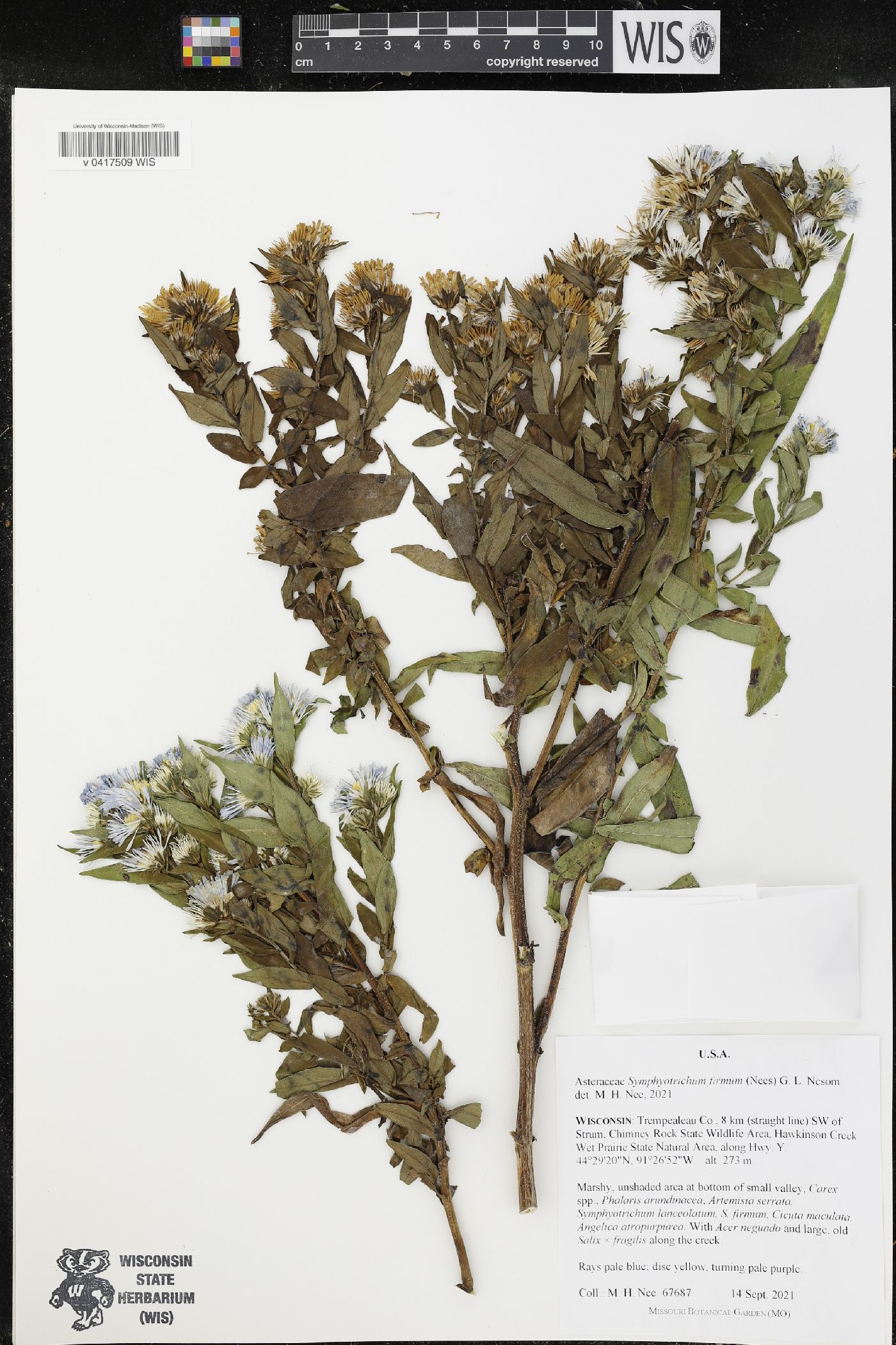 Symphyotrichum firmum image