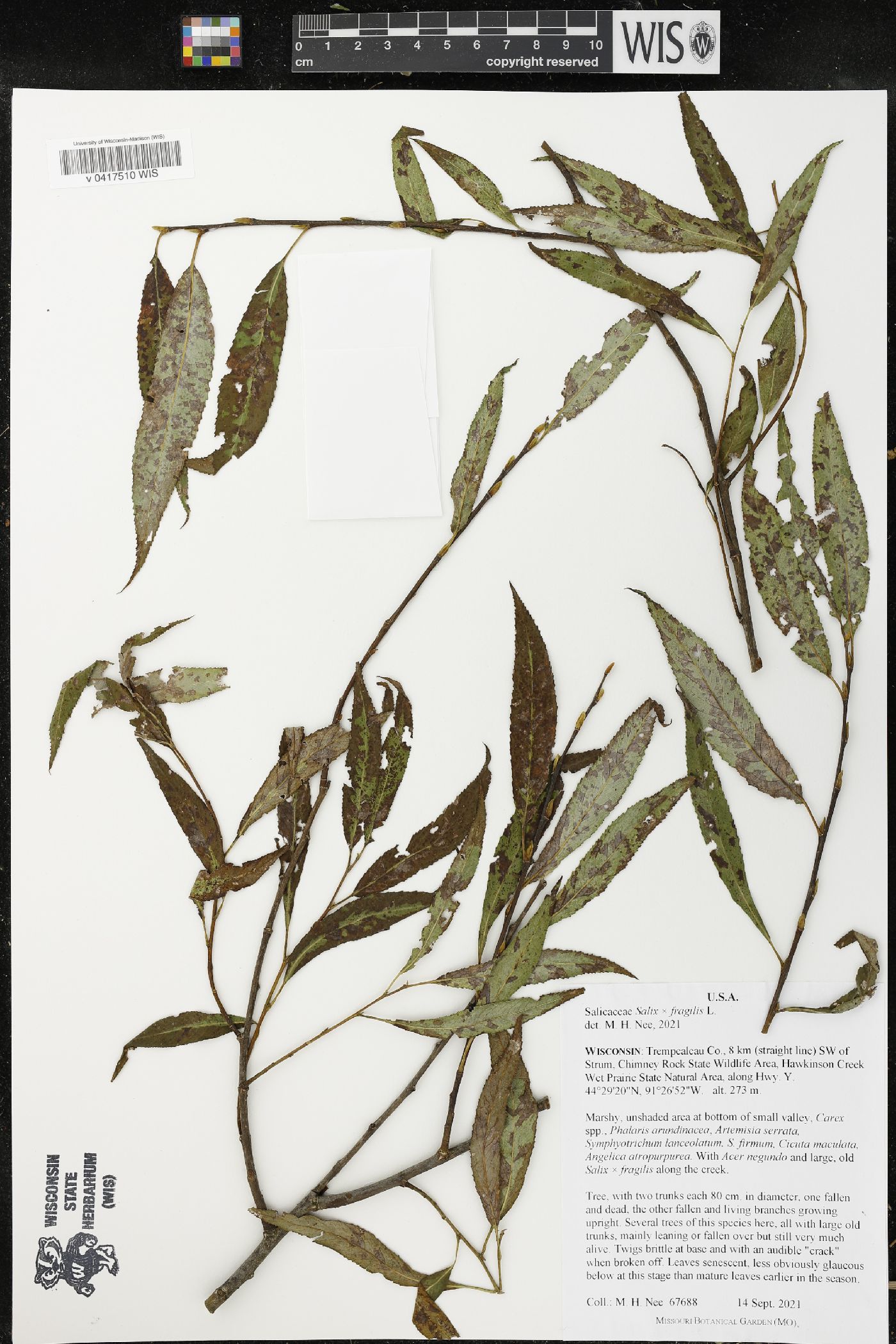 Salix x fragilis image