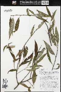 Salix × fragilis image