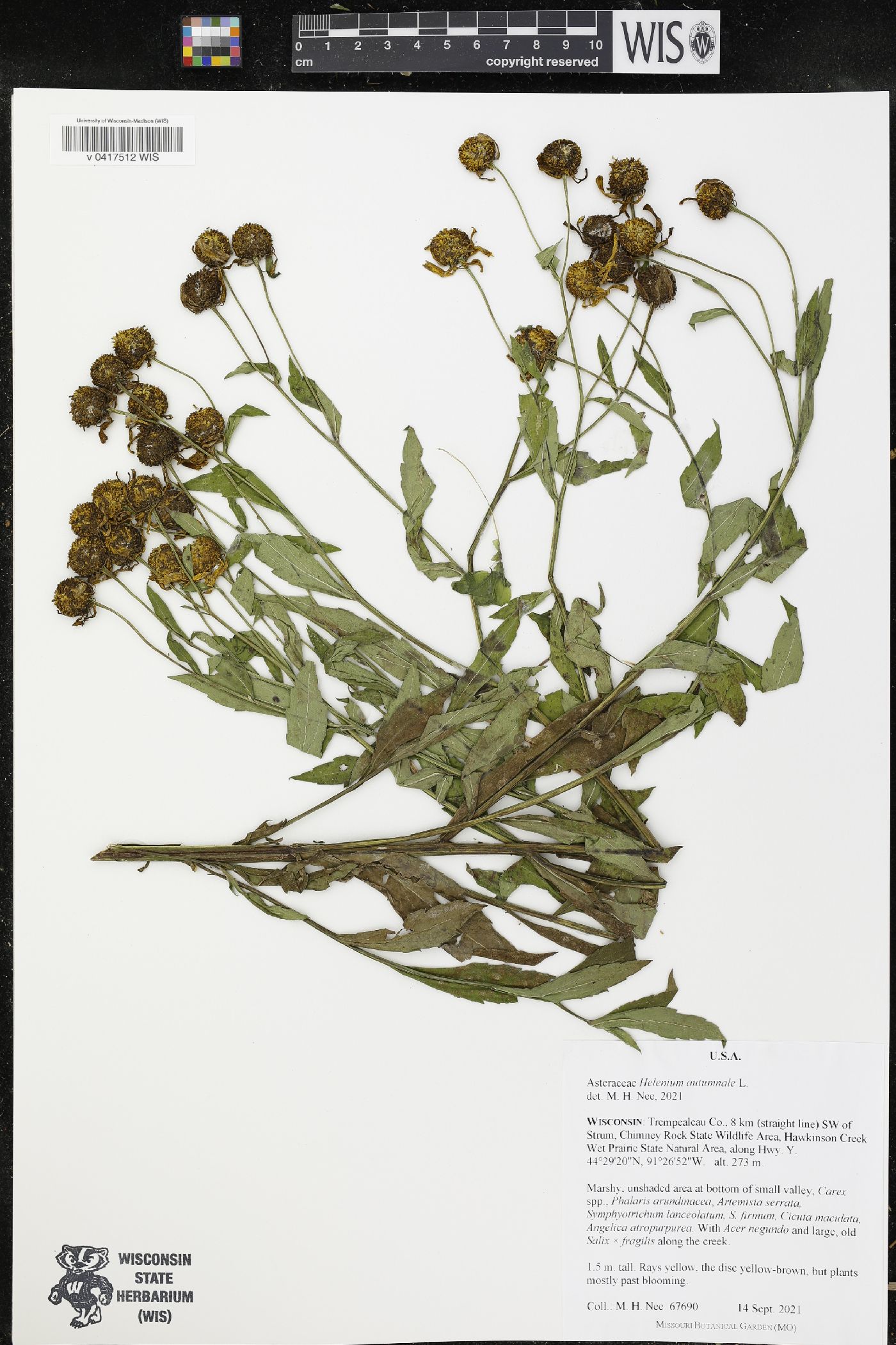 Helenium autumnale image