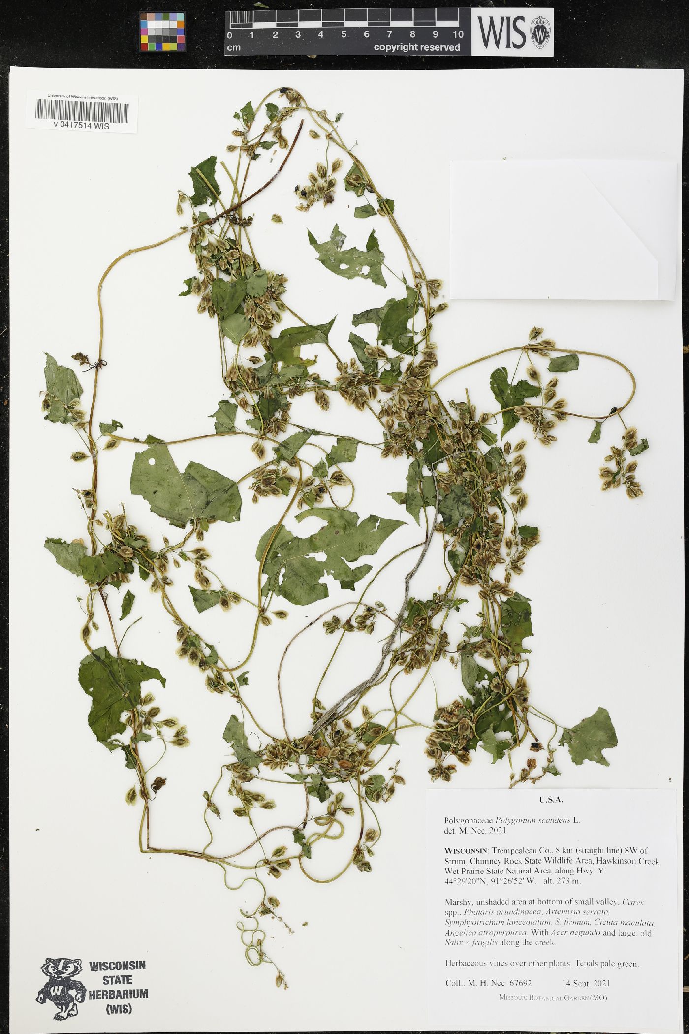 Fallopia scandens image