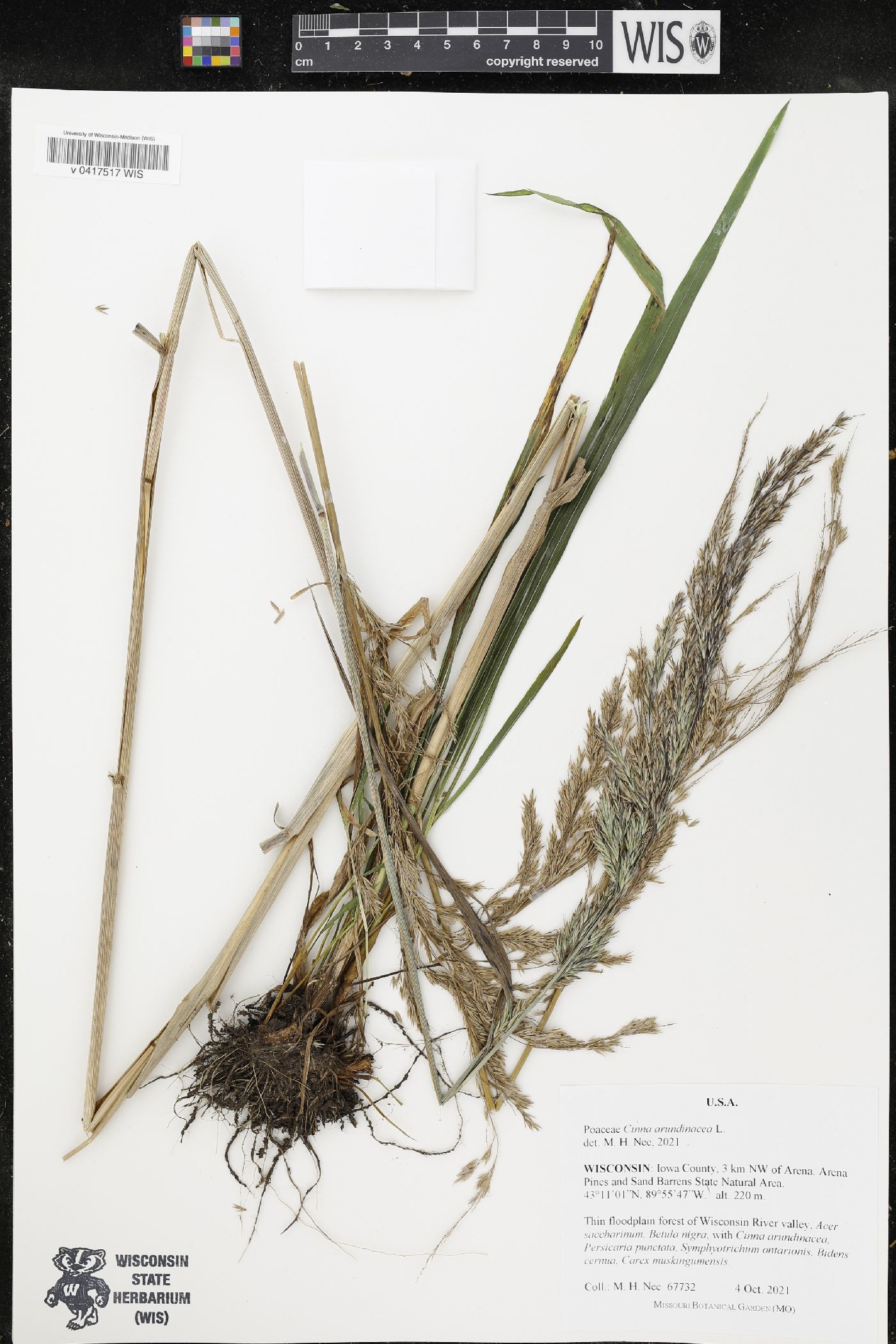 Cinna arundinacea image