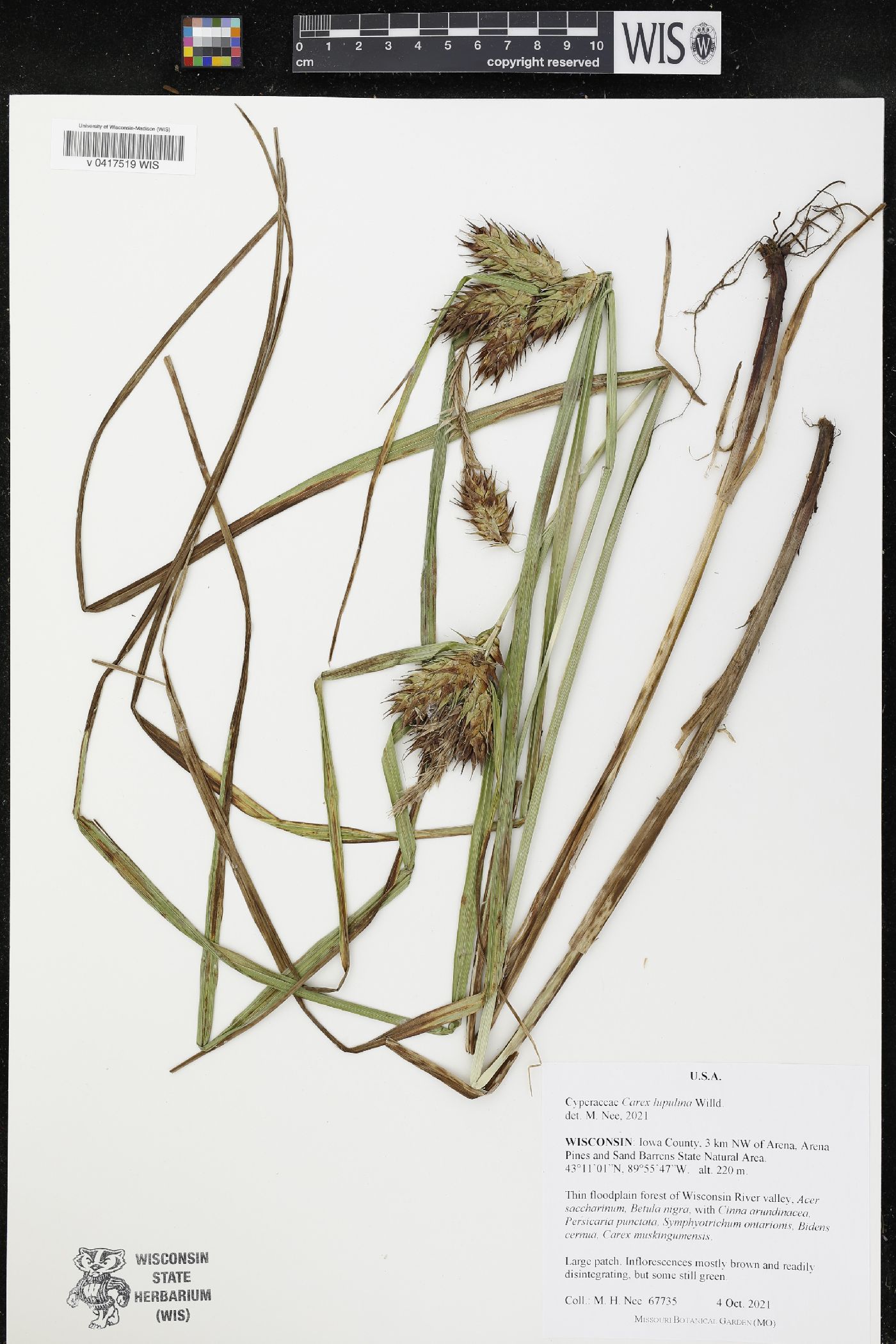 Carex lupulina image