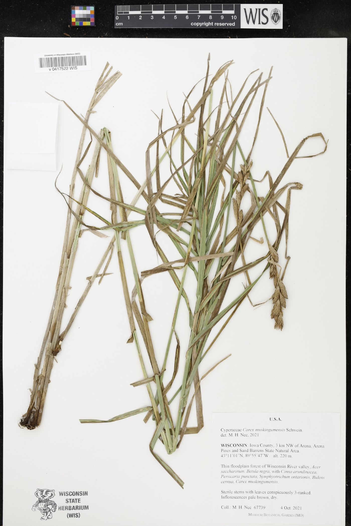 Carex muskingumensis image