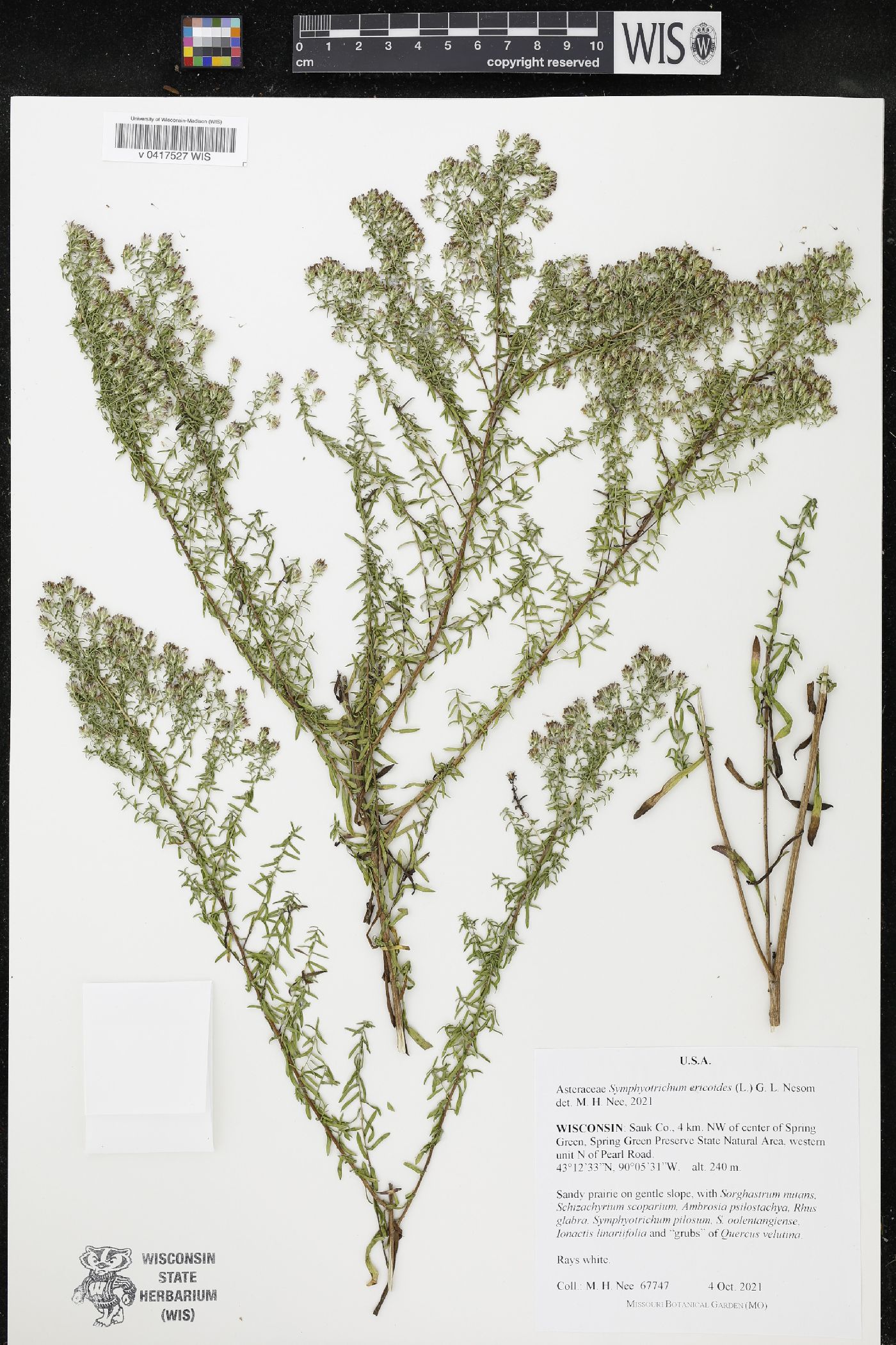 Symphyotrichum ericoides image