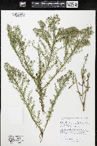 Symphyotrichum ericoides image