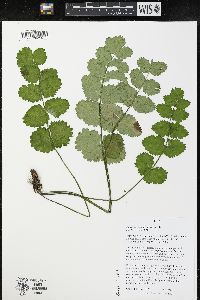 Pimpinella saxifraga image