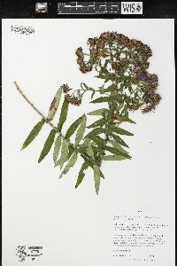 Symphyotrichum novae-angliae image