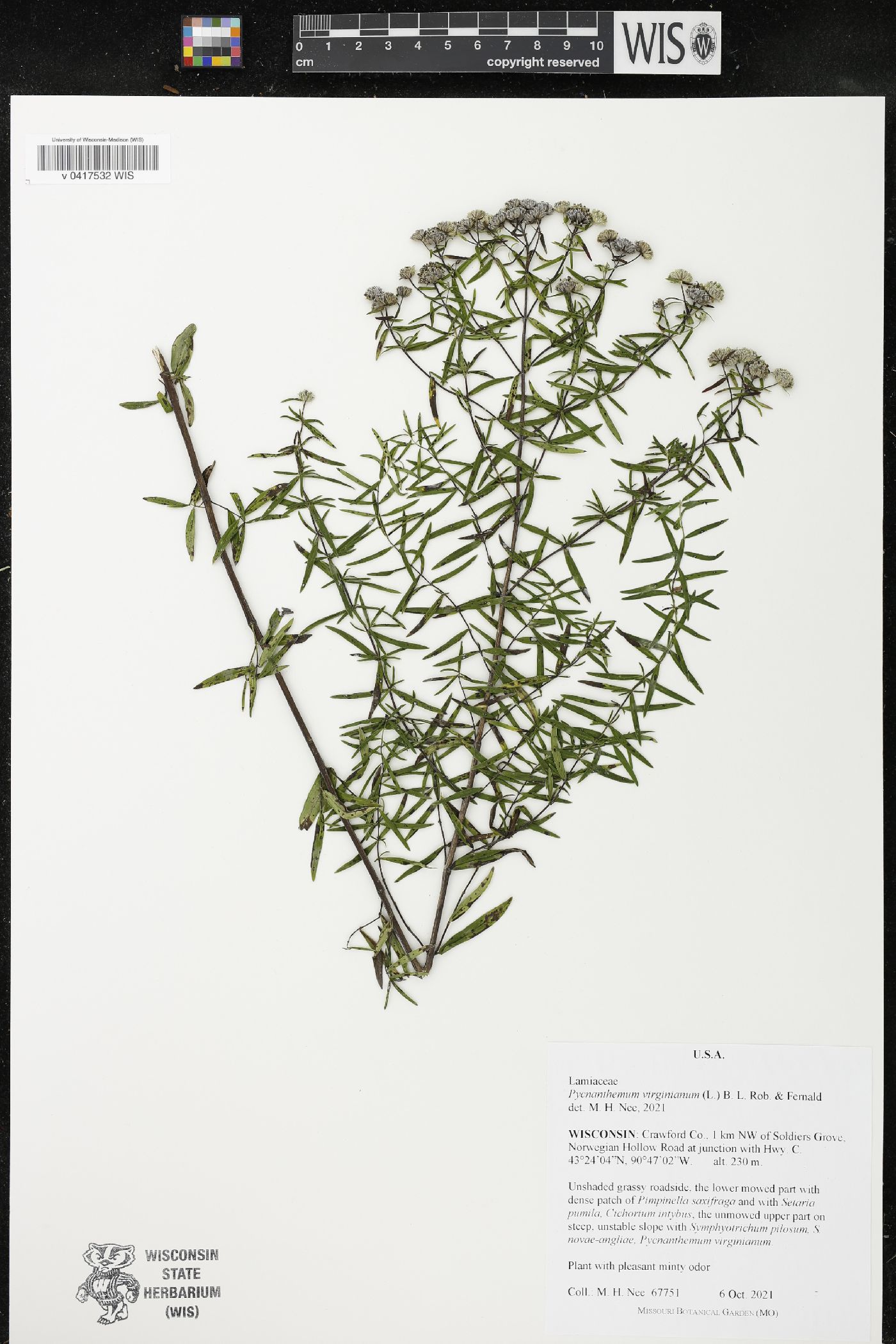 Pycnanthemum virginianum image