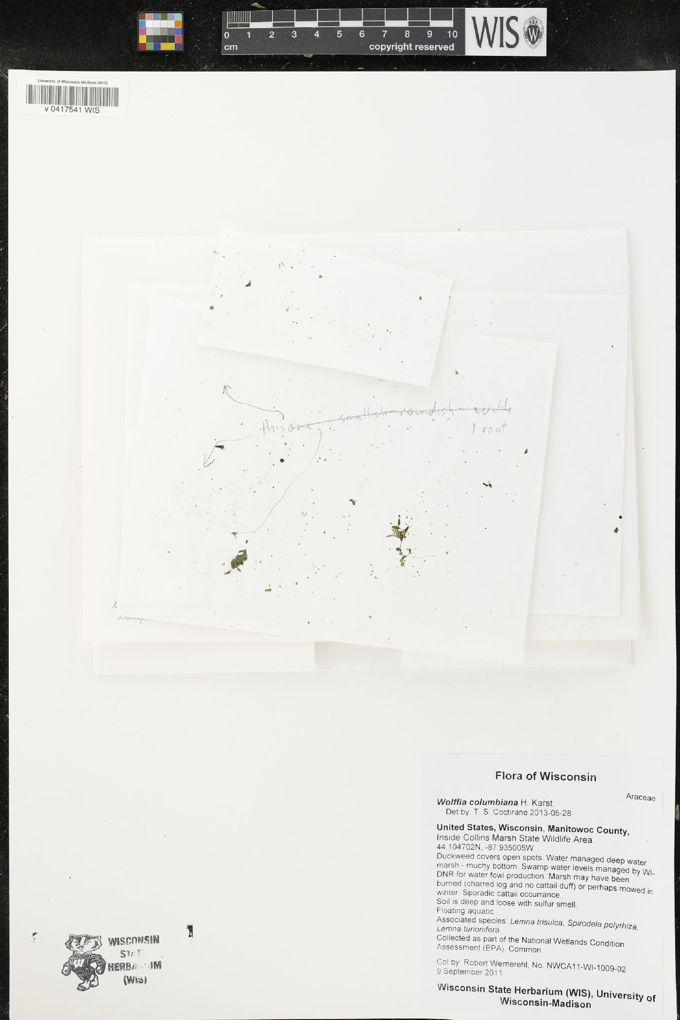 Wolffia columbiana image