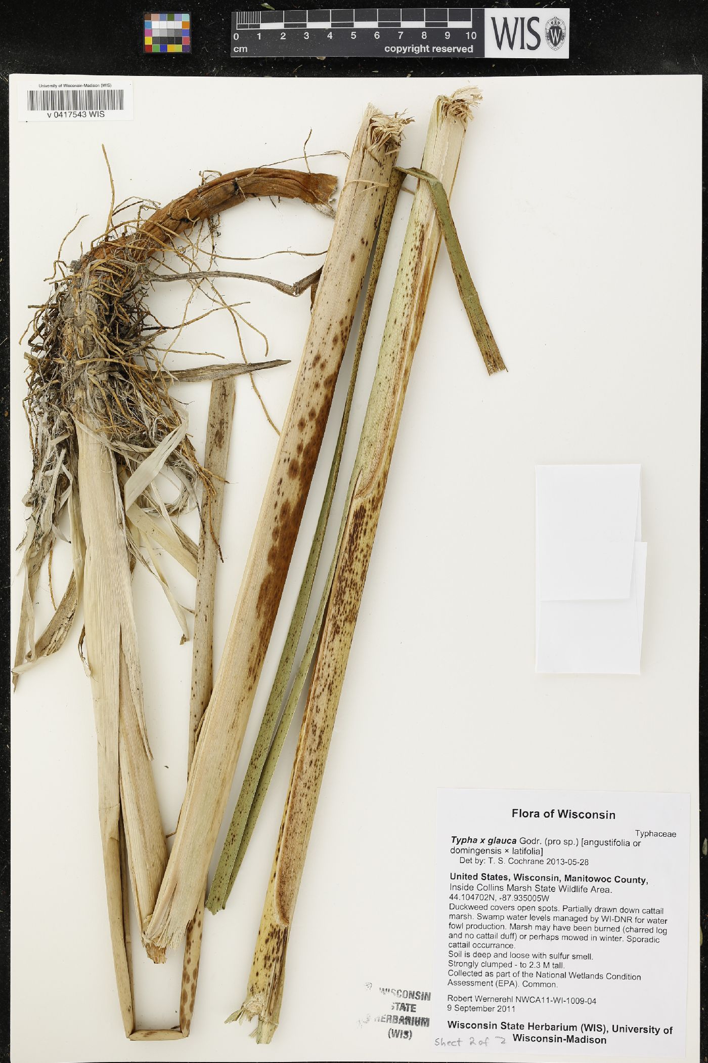 Typha X glauca image