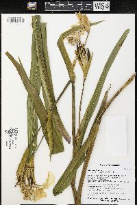 Iris pseudacorus image