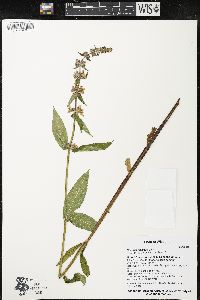 Stachys hispida image