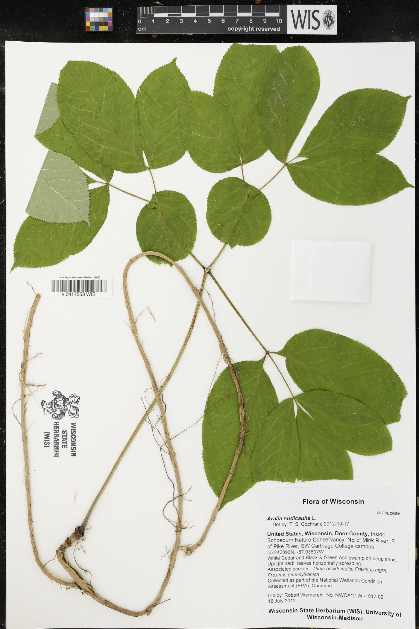Aralia nudicaulis image