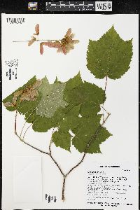 Acer spicatum image