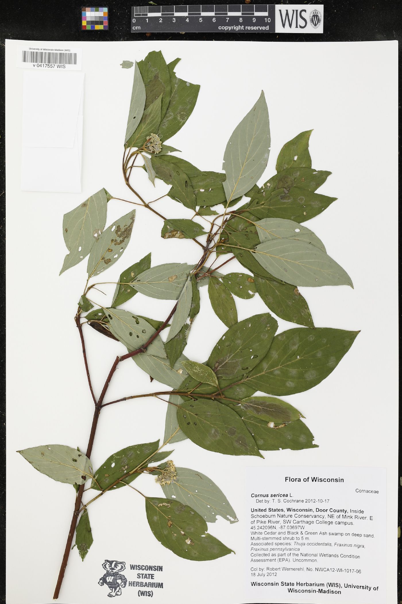 Cornus sericea image