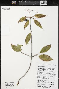 Viburnum lentago image