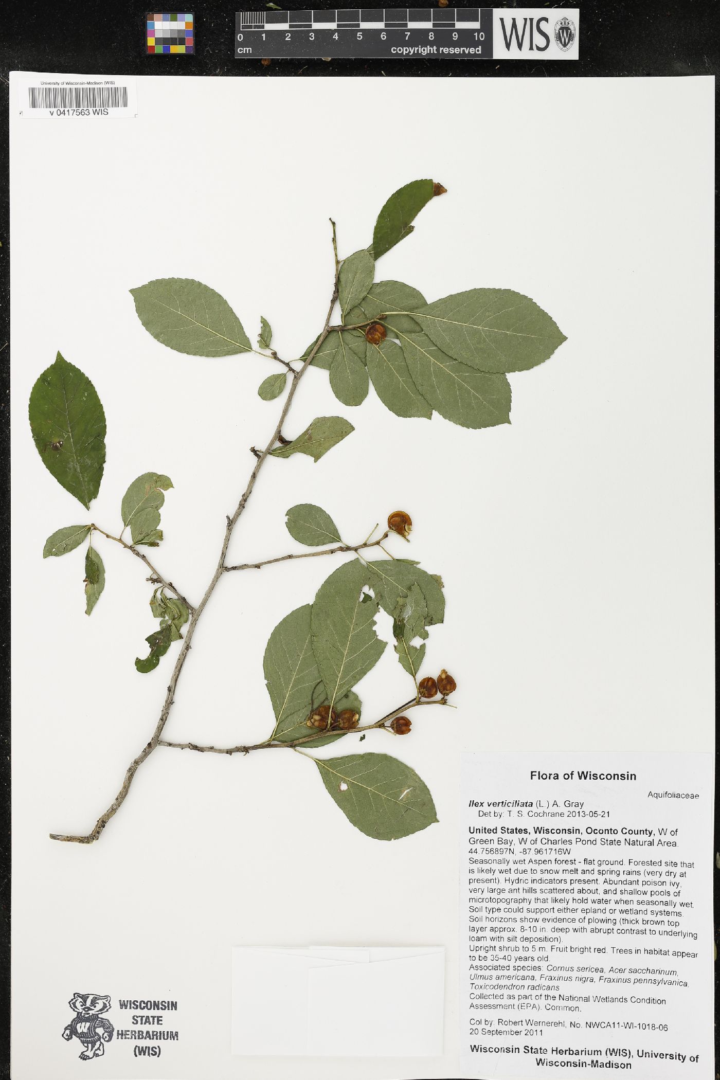 Ilex verticillata image
