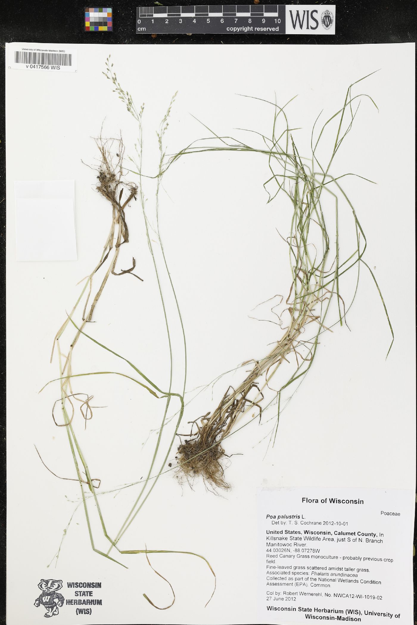 Poa palustris image