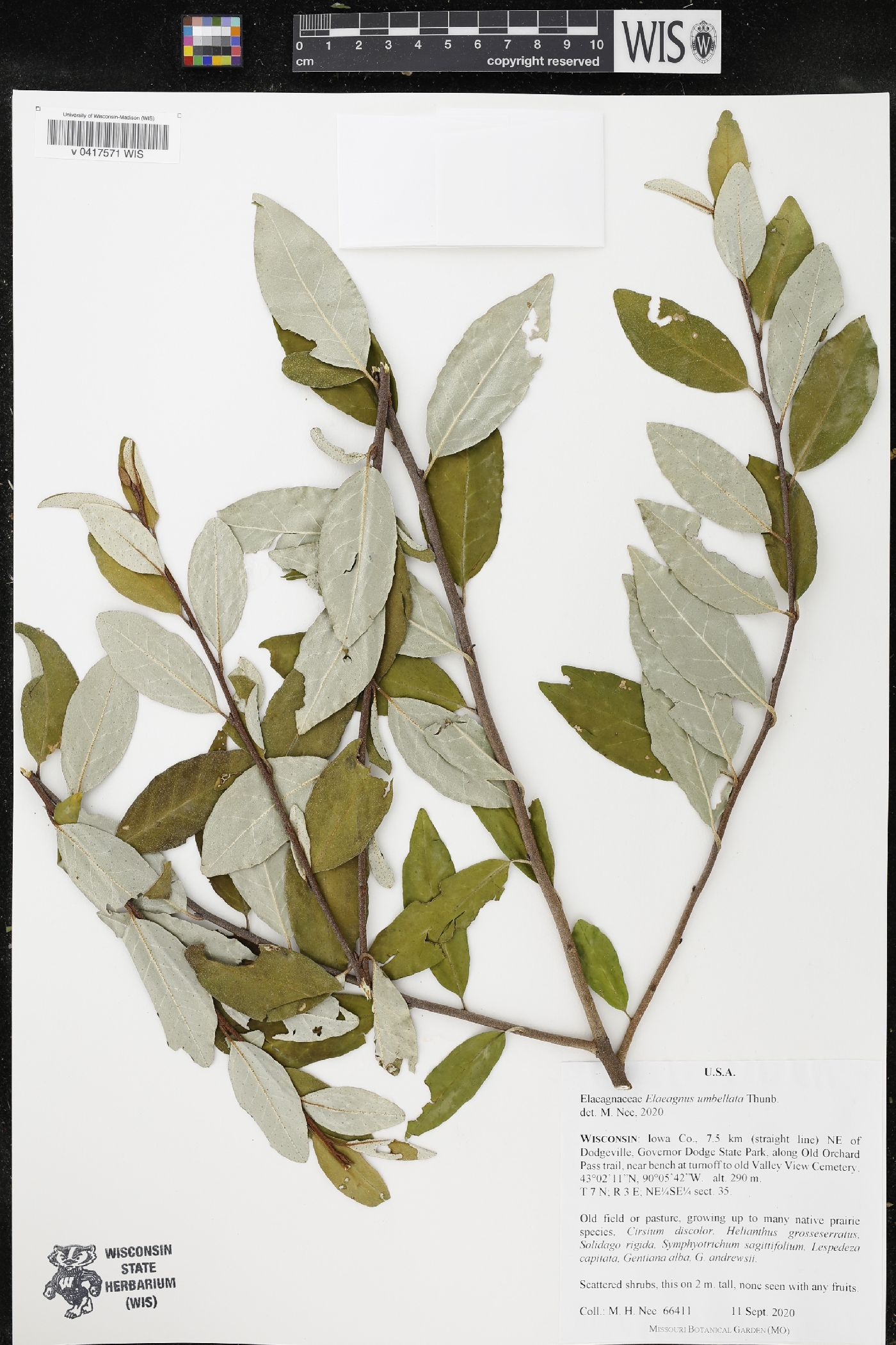 Elaeagnus umbellata image