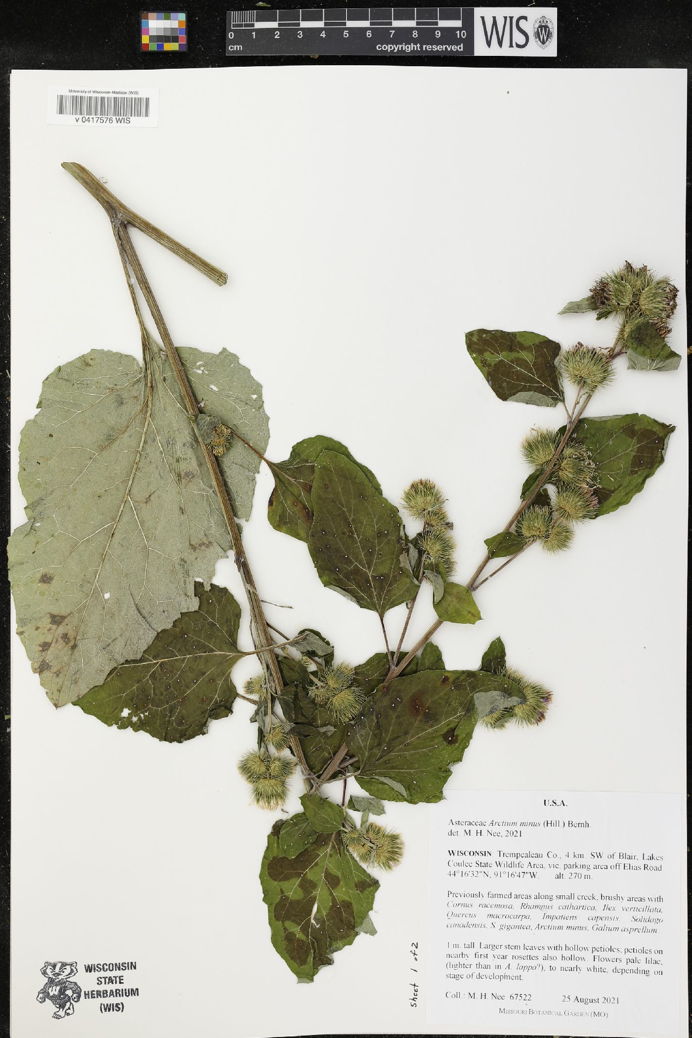 Arctium minus image
