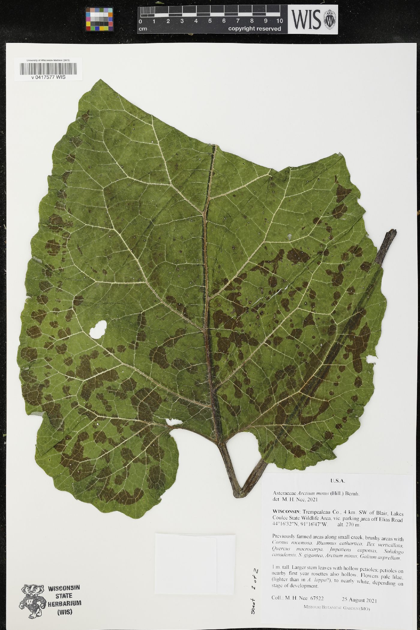 Arctium minus image