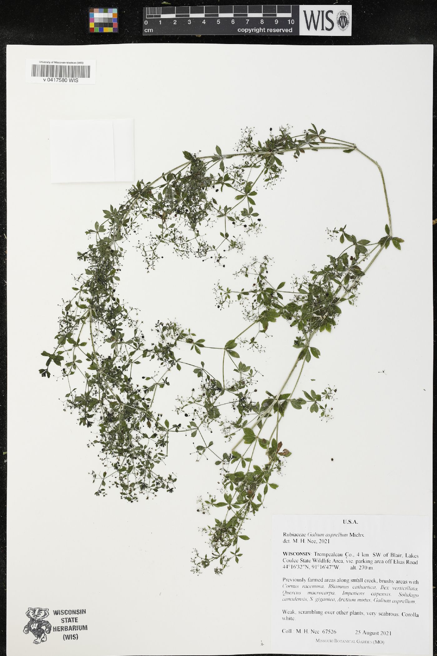 Galium asprellum image