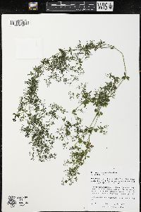 Galium asprellum image