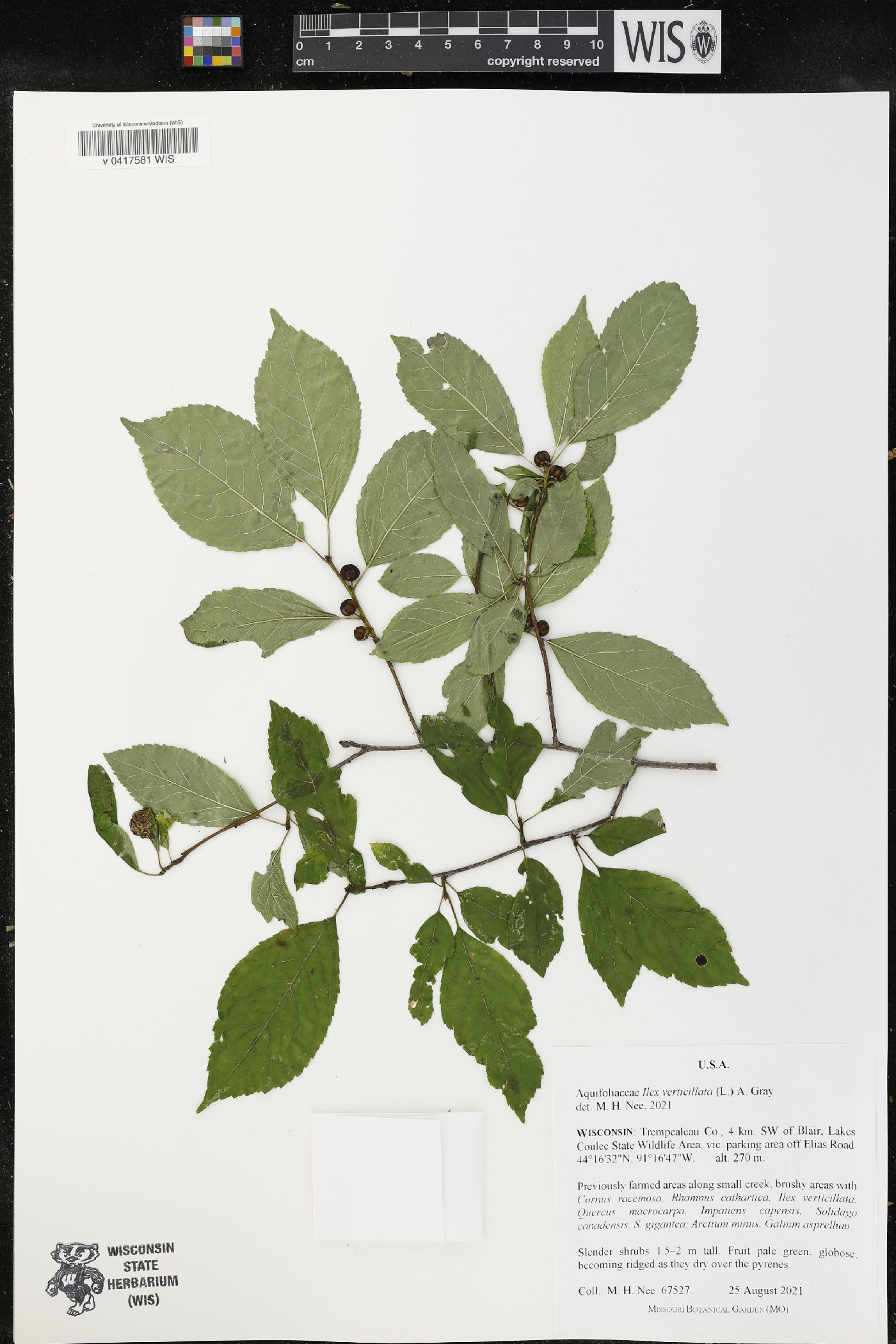 Ilex verticillata image