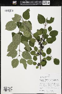 Rhamnus cathartica image