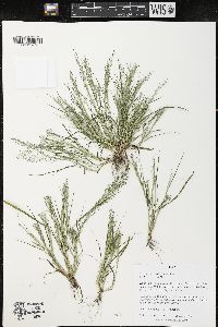 Eragrostis frankii image