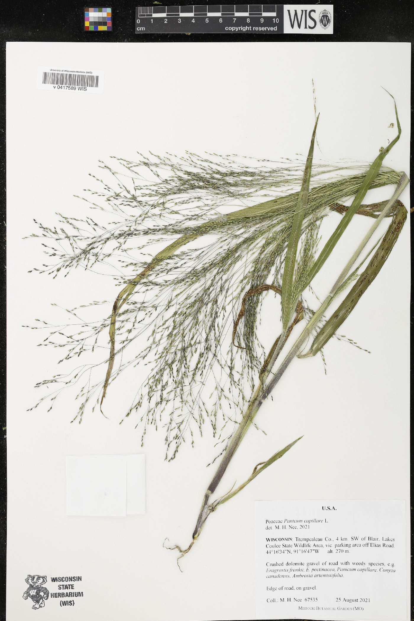 Panicum capillare image
