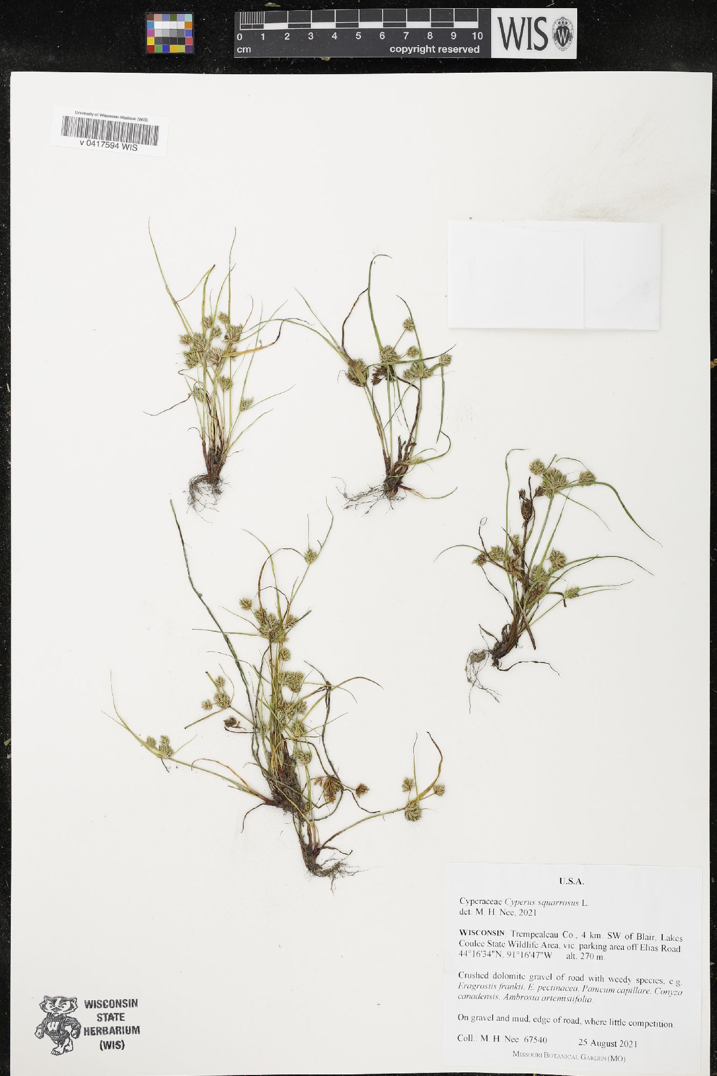 Cyperus squarrosus image