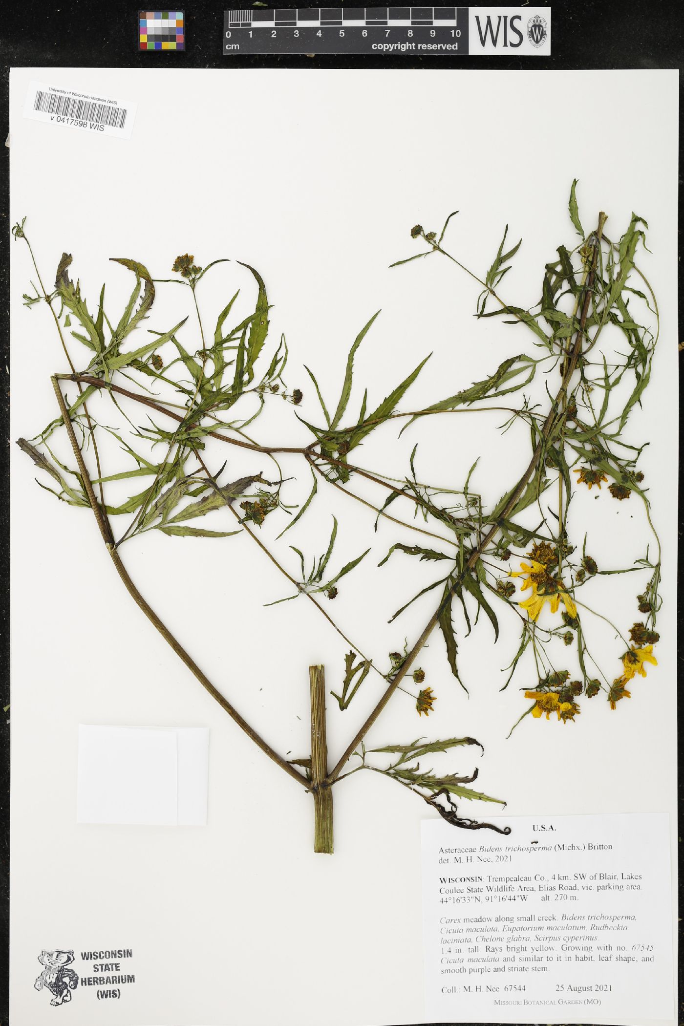 Bidens trichosperma image