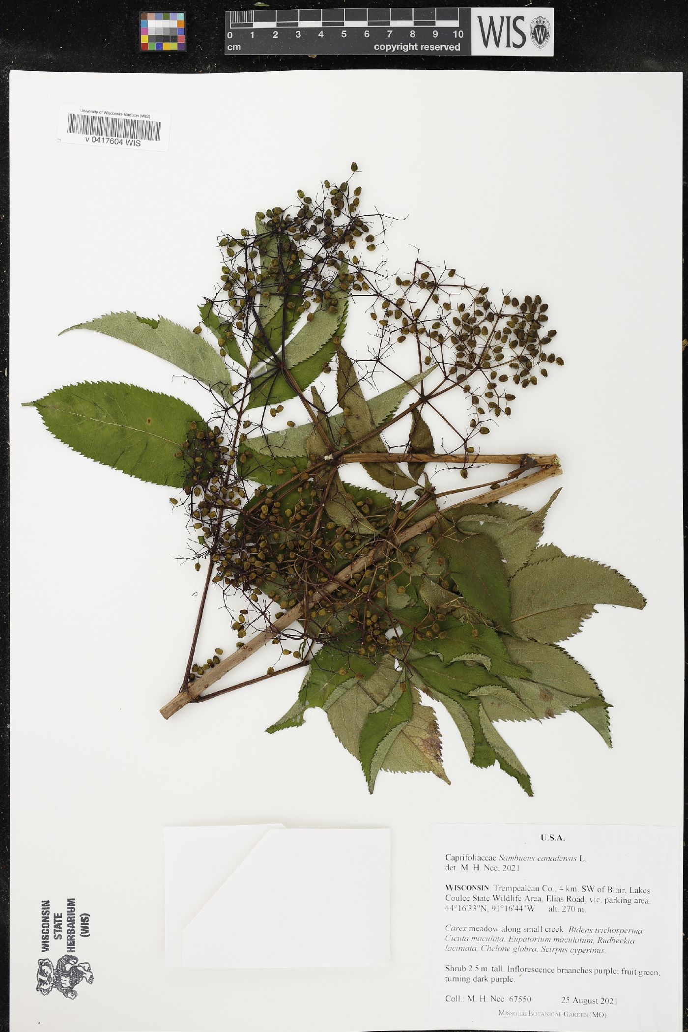 Sambucus canadensis image