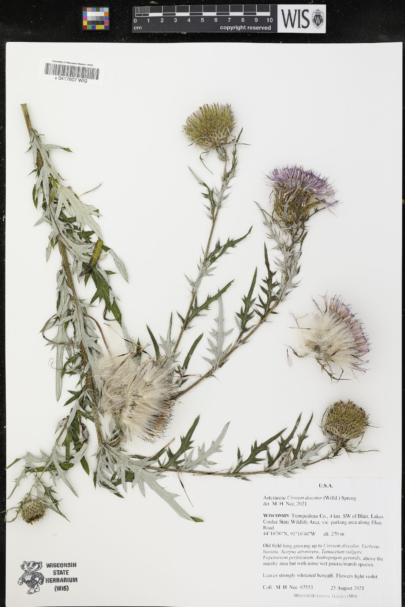 Cirsium discolor image