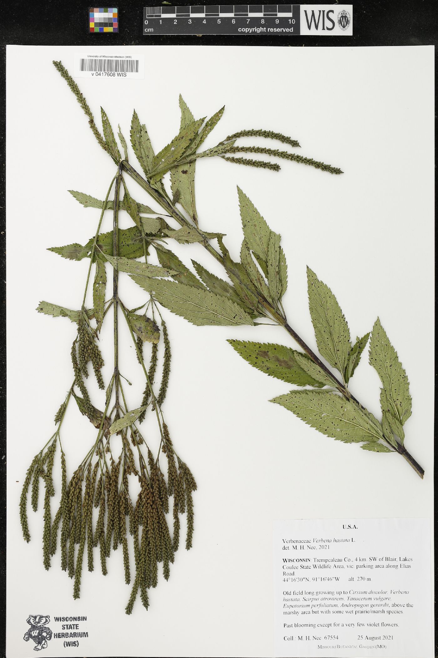 Verbena hastata image