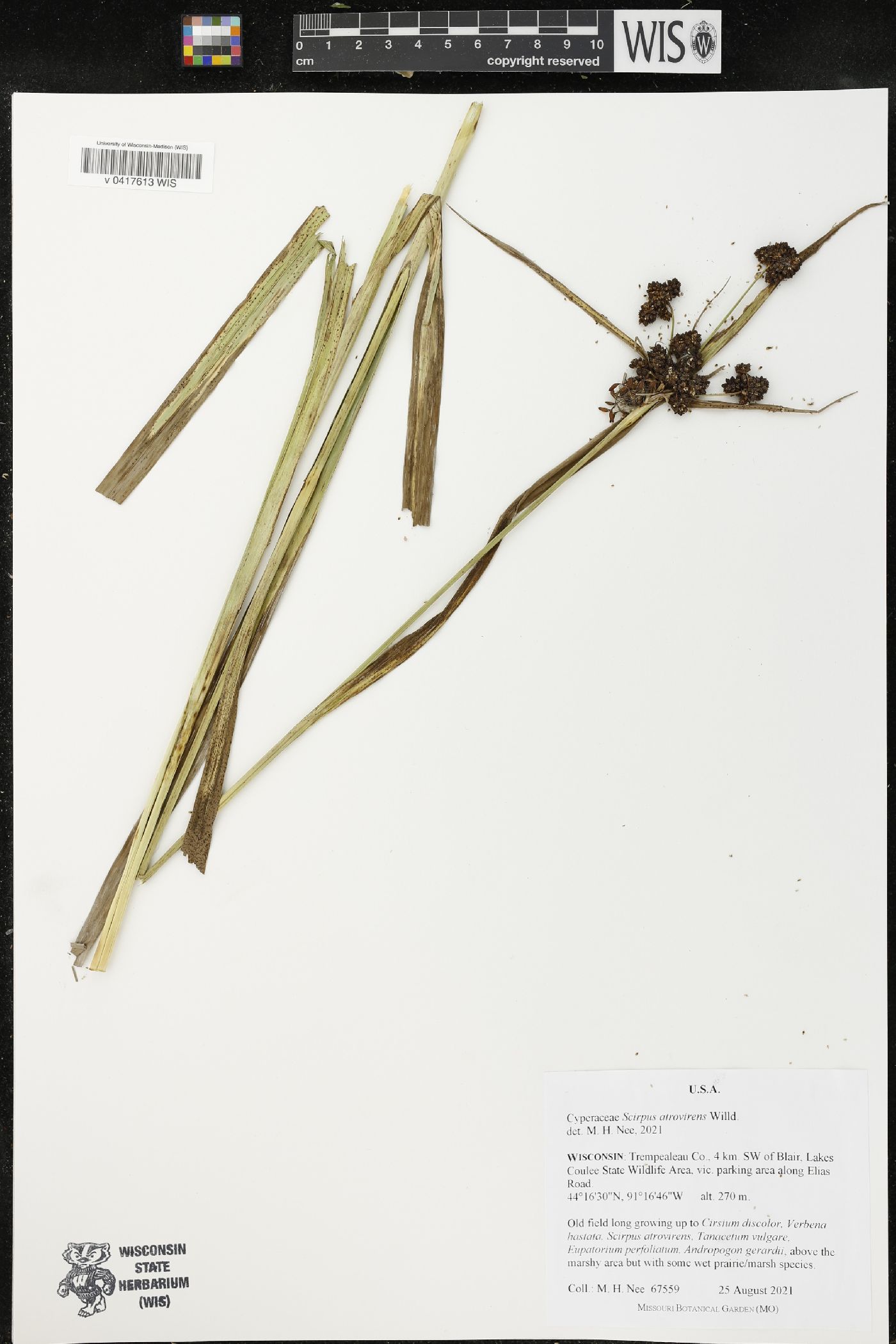 Scirpus atrovirens image