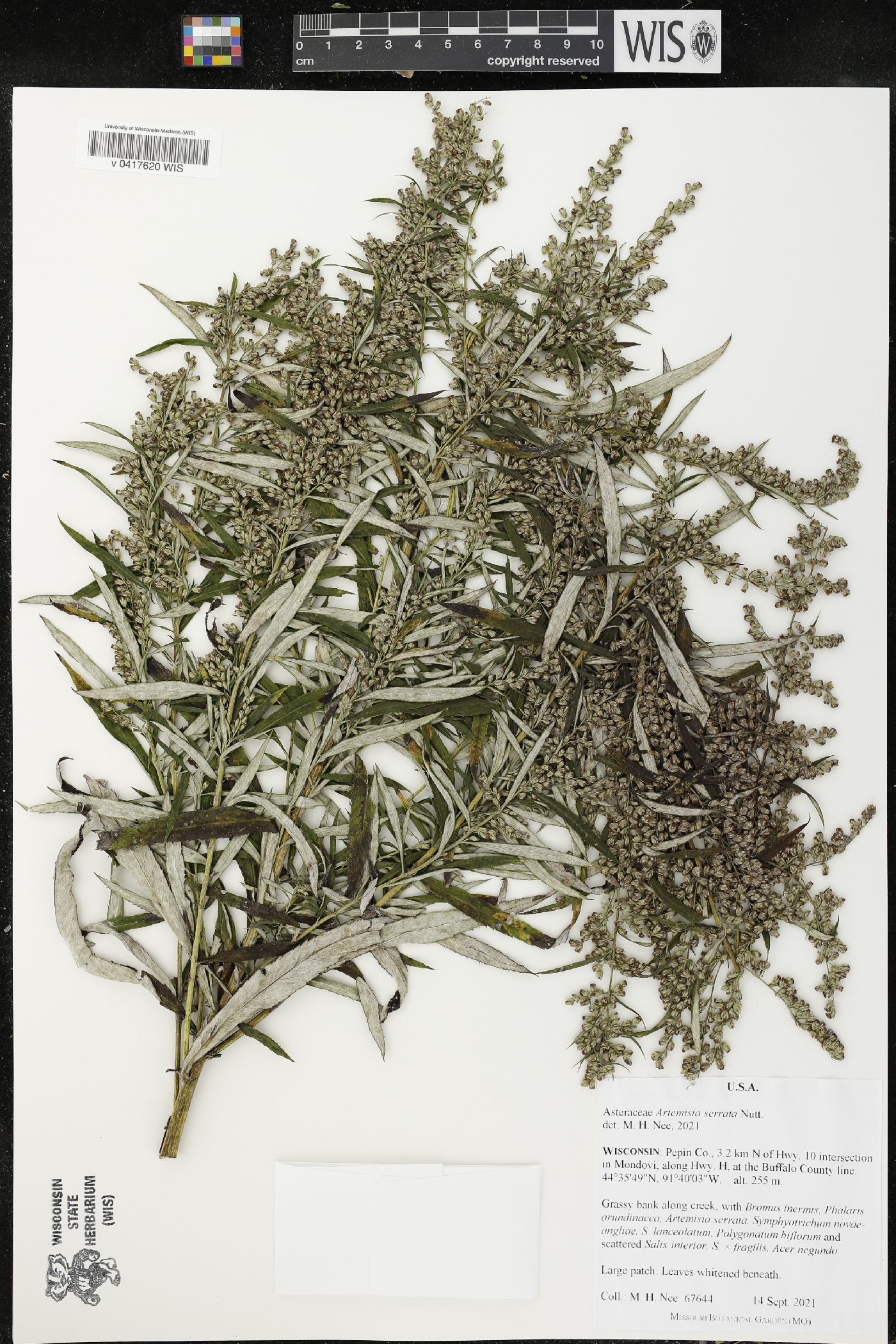 Artemisia serrata image